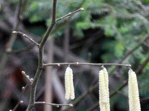 Lämmercher 14.1.2018